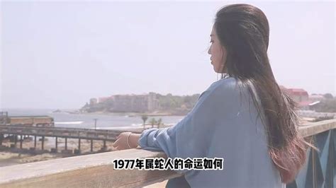 1977属什么